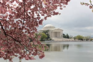 Washington DC Cherry Blossoms