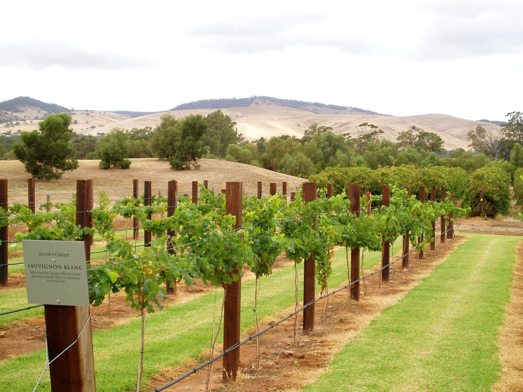 Adelaide Australia Vineyard