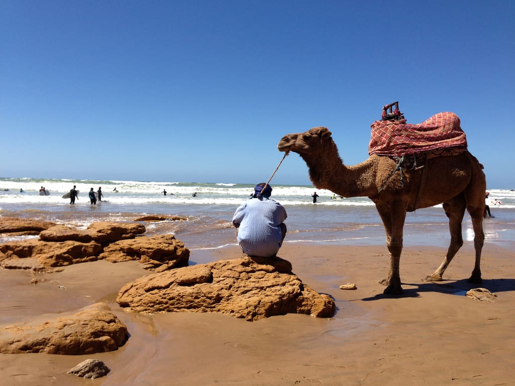 Camel on Beach, Morocco