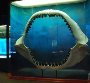 South Florida Museum Shark Jaw