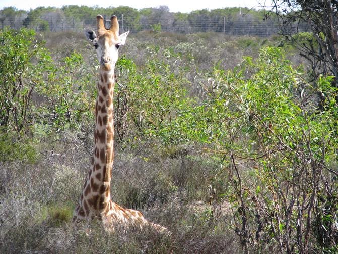 Giraffe House South Africa