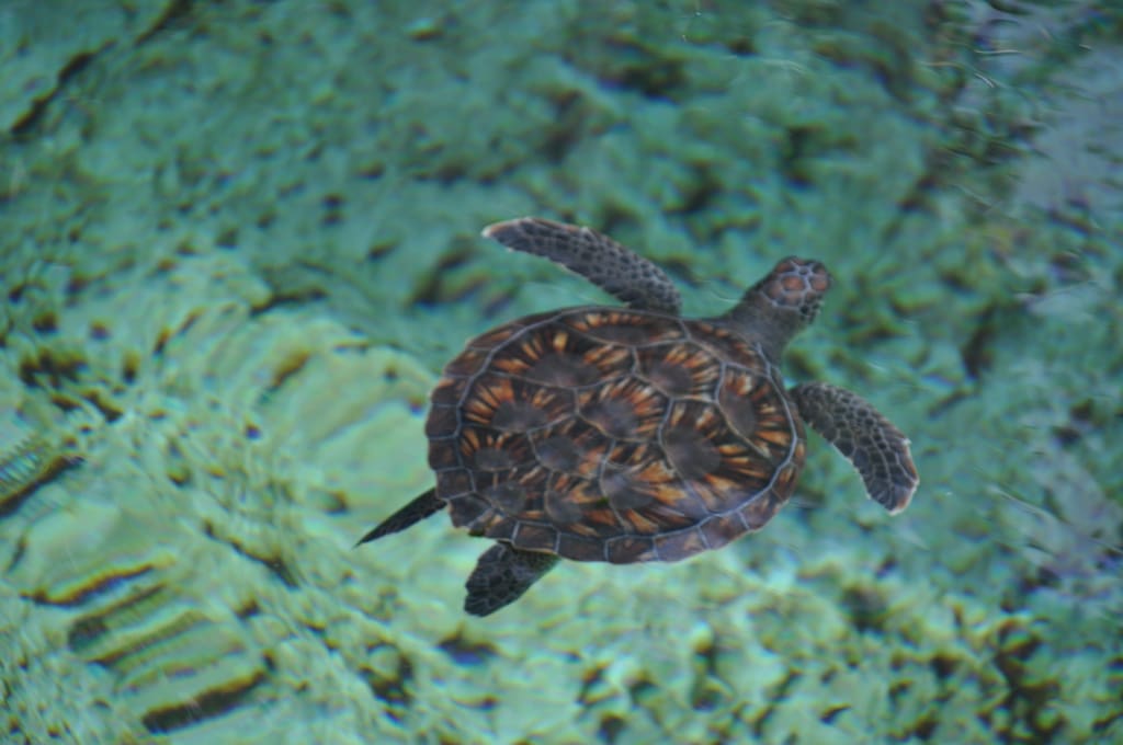 Cayman Islands Turtle Farm | Wicked Good Travel Tips