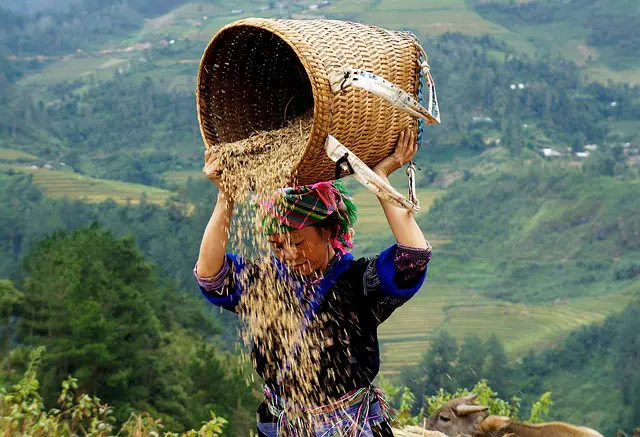 Vietnam Farm Worker