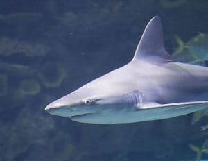 Shark Reef Mandalay Bay