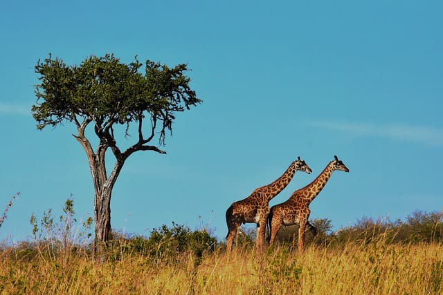 Tanzania Wildlife Safari Parks