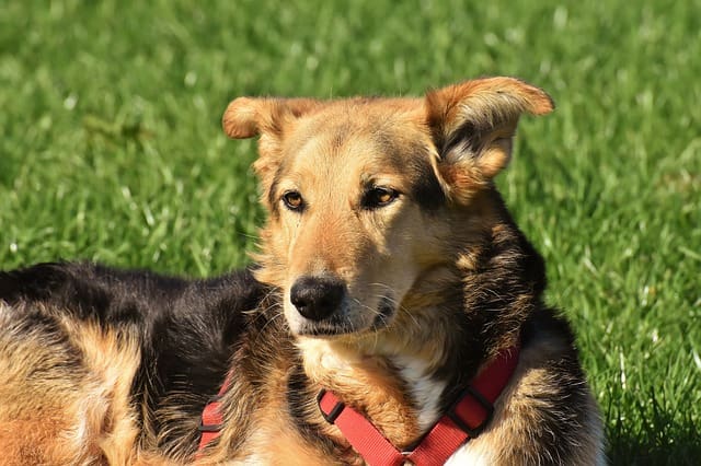 service dog