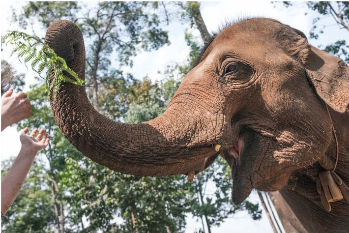 Elephant Sanctuary Thailand