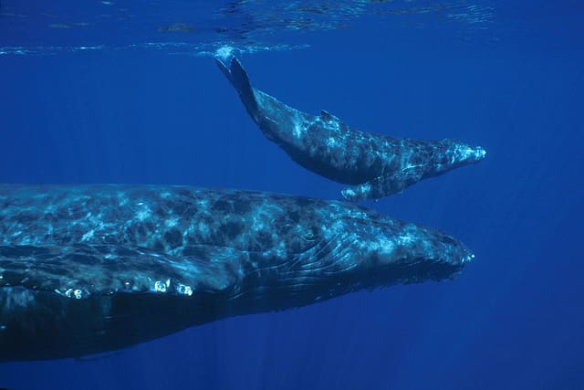 Hawaii Humpback Mother Whale and Calf