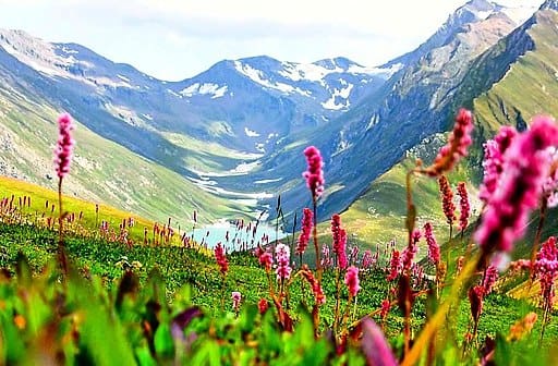 Kashmire Valley of Flowers