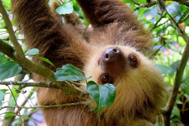 where to see sloths in wild