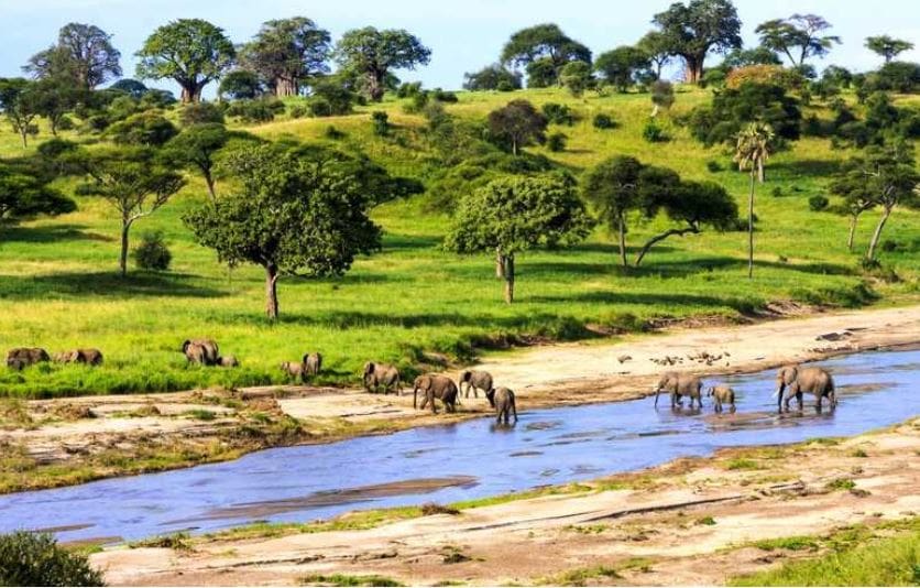 Tanzania Safari Tips