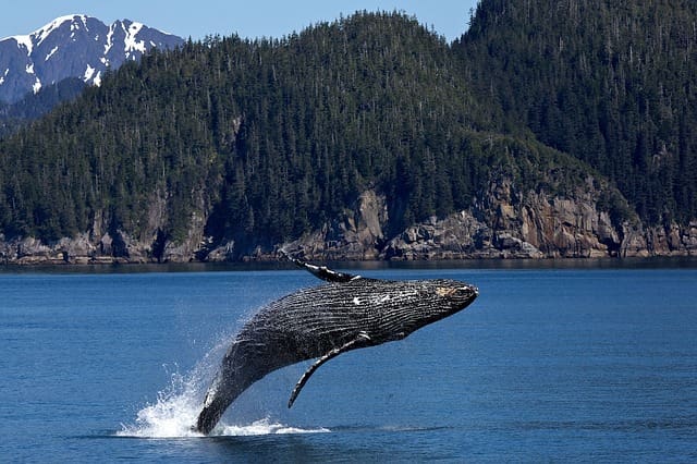 Humpback Whale Kenai Peninsula Alaska