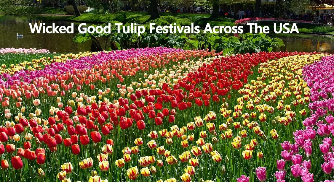 USA Tulip Festivals
