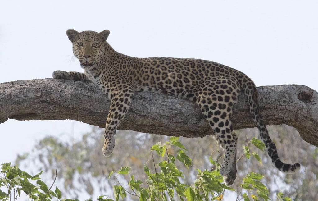 Leopard Botswana Africa