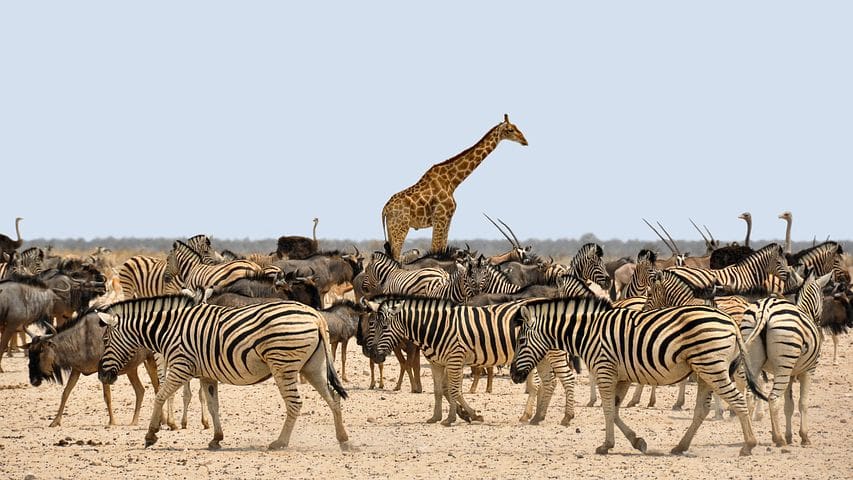 Zebra and friends