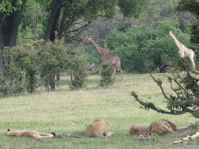 African Lions and Zebra Botswana