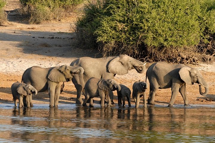 Botswana Elephants 