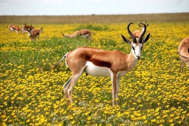Africa Antelope