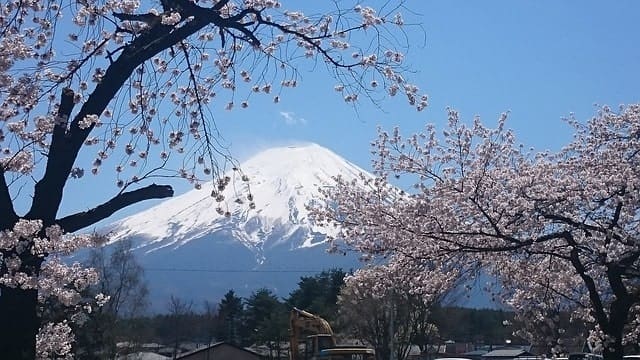Mt. Fuji with Cherry Blossoms