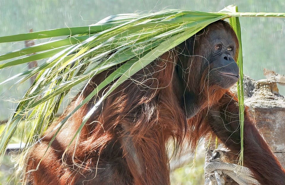 Orangutan Borneo Nationnal Park
