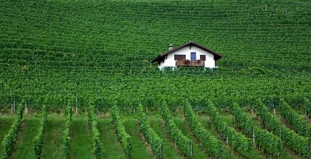 Switzerland Vineyard