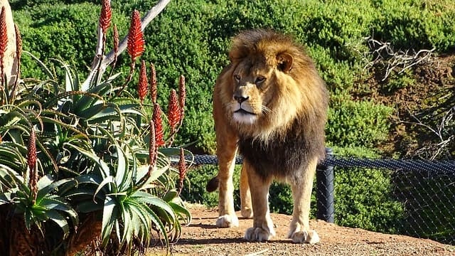 Lion Werribee Open Zoo