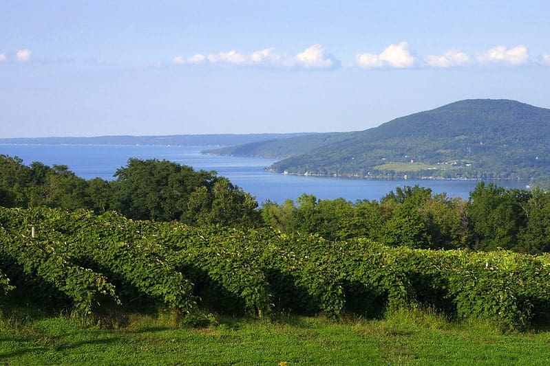 New York Finger Lakes Vineyards