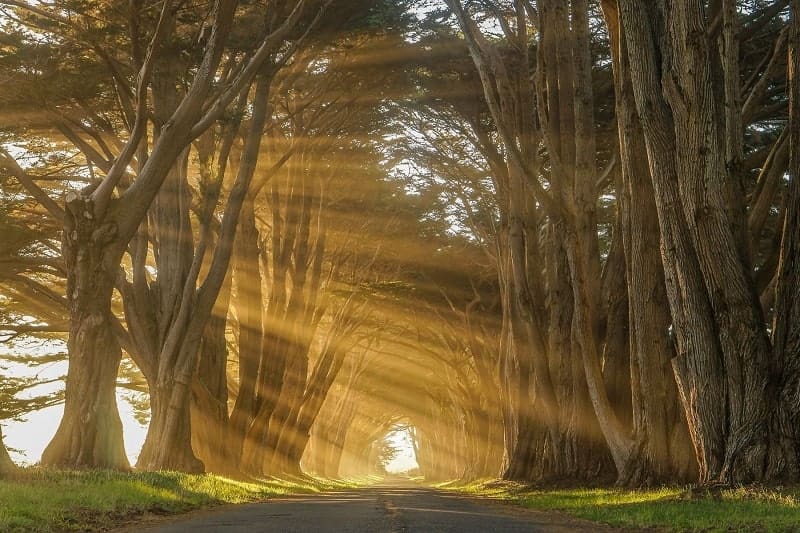 Cypress Tree Tunnel California