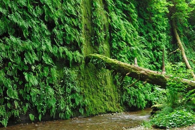 Fern Canyon California