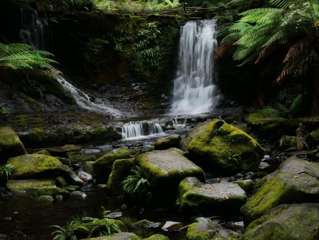 Mount Field National Park Tasmania