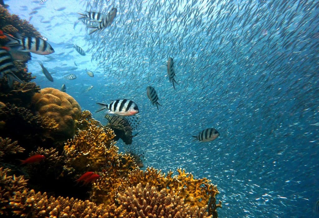 Bali Reef