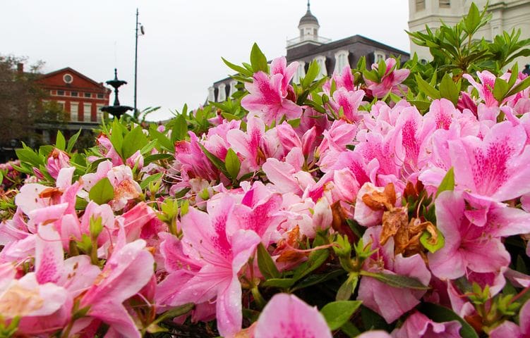 New Orleans Spring Festivals