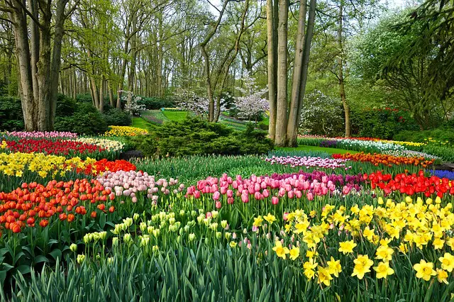 Holland Tulip Gardens