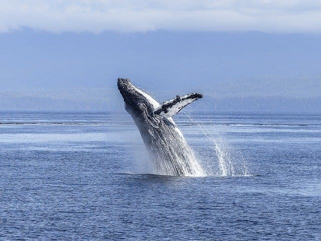 Canada Wildlife