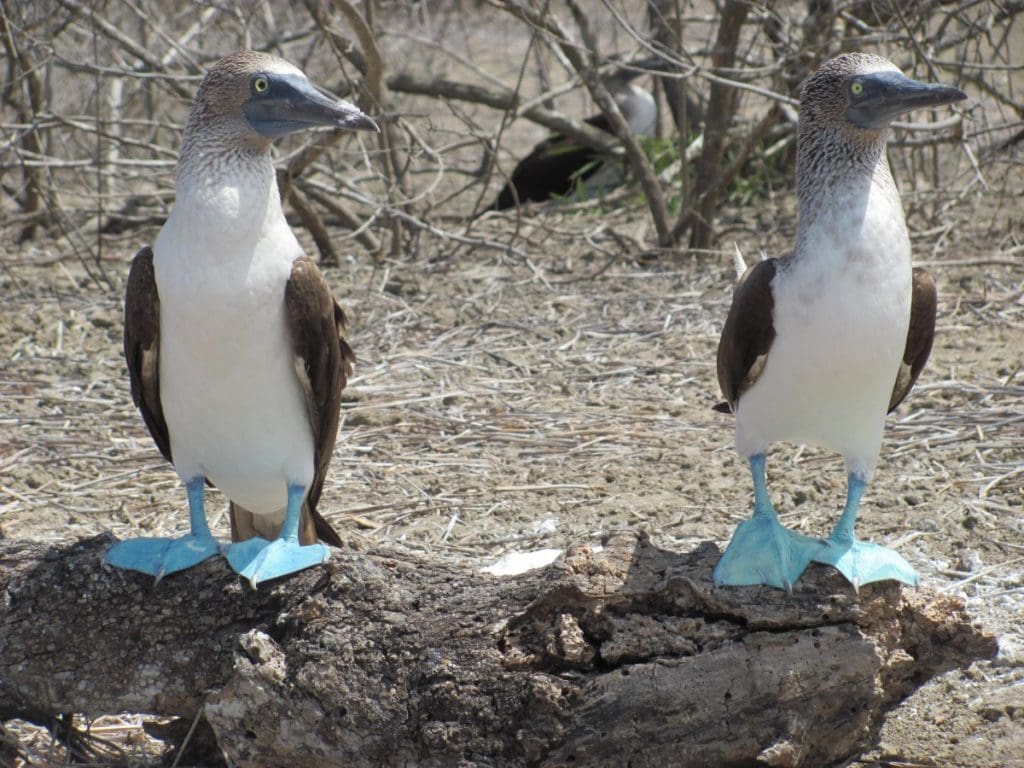 Galabagos Islands Wildlife