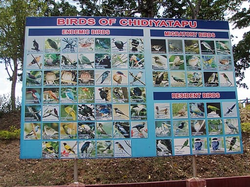 Birds of Chidiya Tapu Andaman Islands