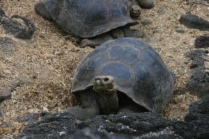 Galapagos Islands Turtles