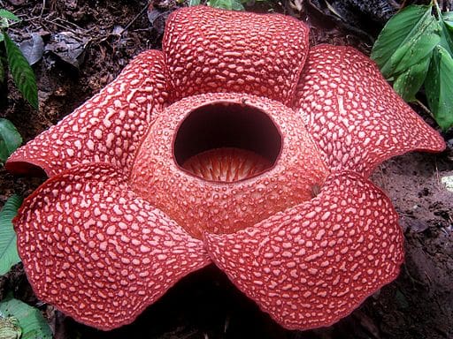 Rafflesia Flower Malaysia