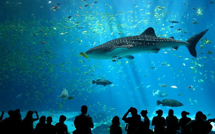 Atlanta Aquarium
