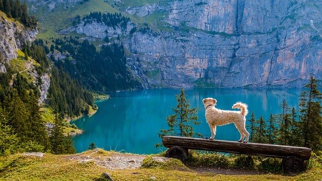 Hiking With Your Dog