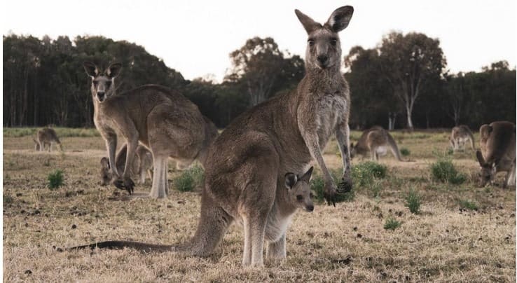 National Parks Australia