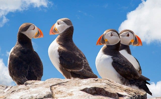 Newfoundland Puffin