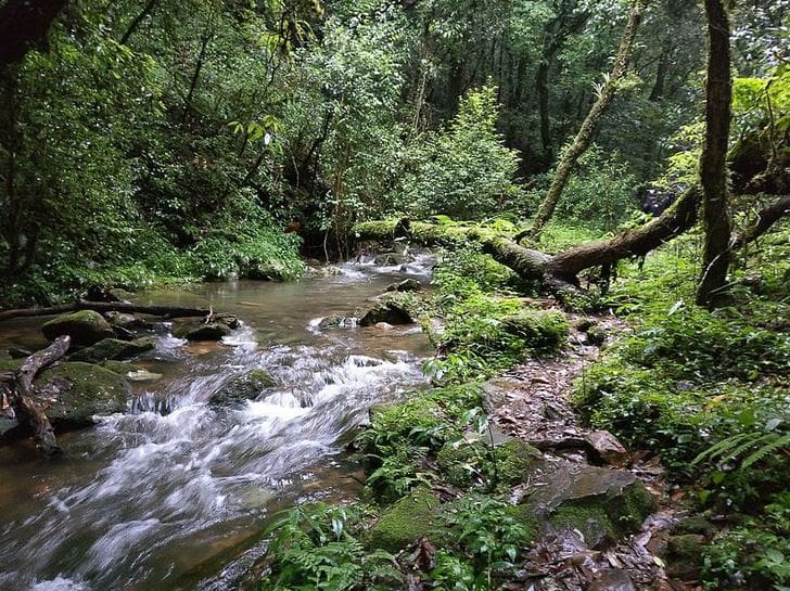 Mawphlang Sacred Forest India