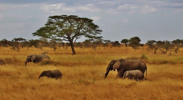 Top Tansania Safari Camps