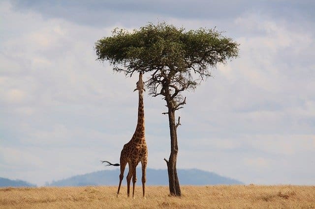Kenya Travel Tips