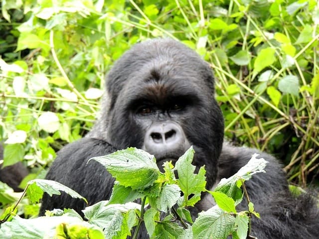 Rwanda Gorilla Sanctuary