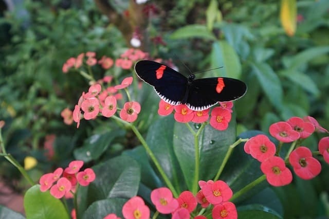 Key West Butterfly Sanctuary