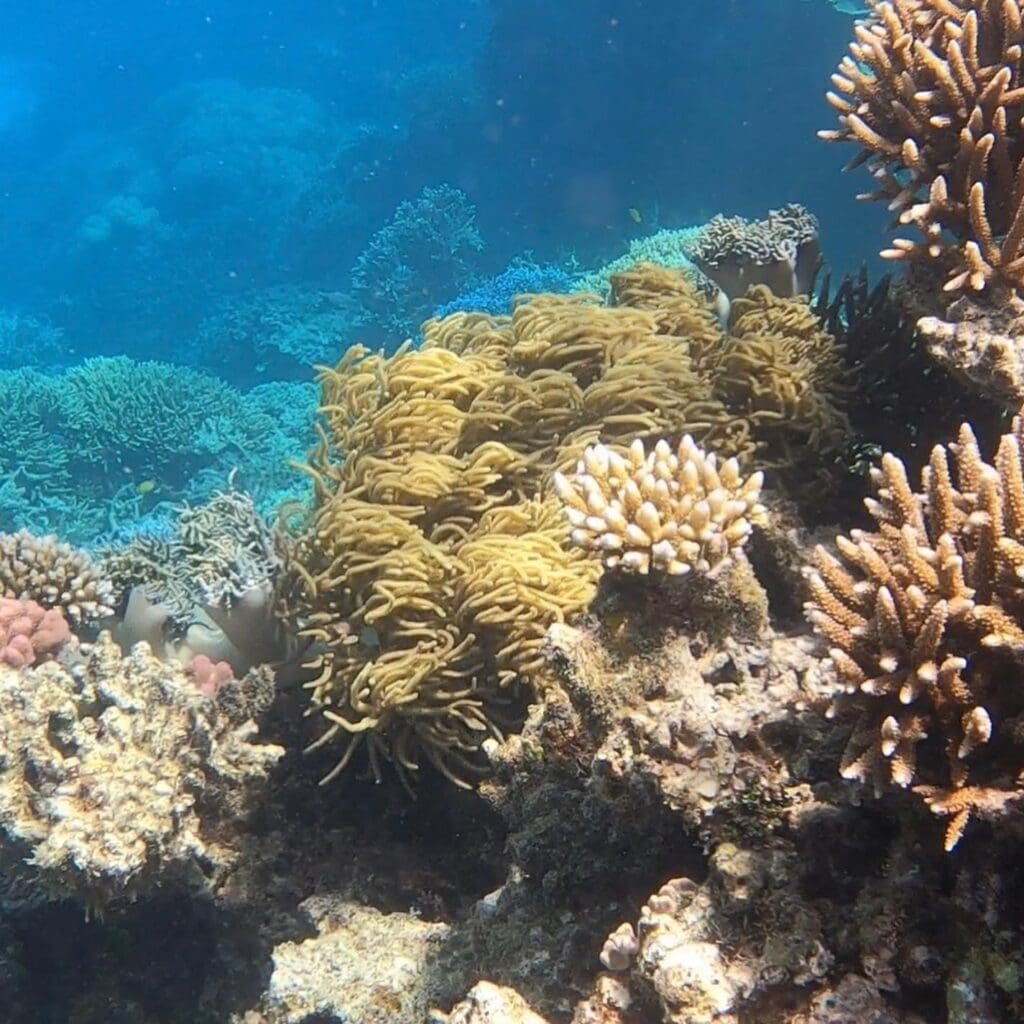 Great Barrier Reef Dive