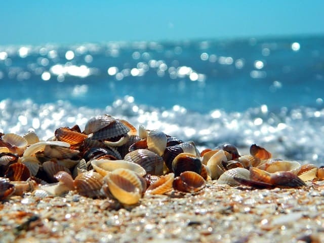 Seashells Ft. Myers Florida