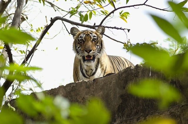 Tiger Reserve India